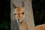 Tierpark Herberstein